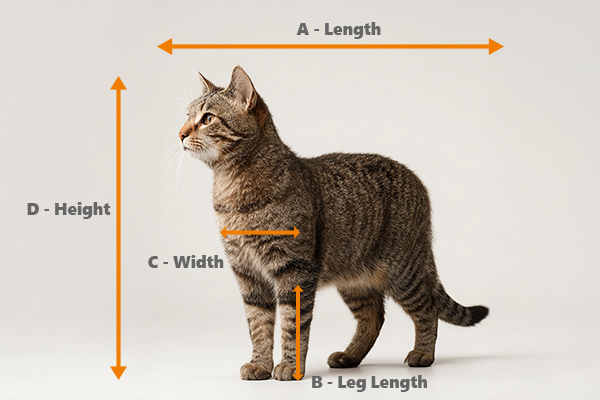 02-how-to-measure-cat-600-x-400px.png