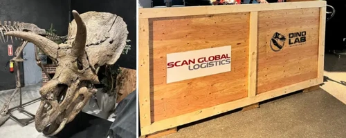 Triceratops fossil beside a Scan Global Logistics shipping crate prepared for secure transport.