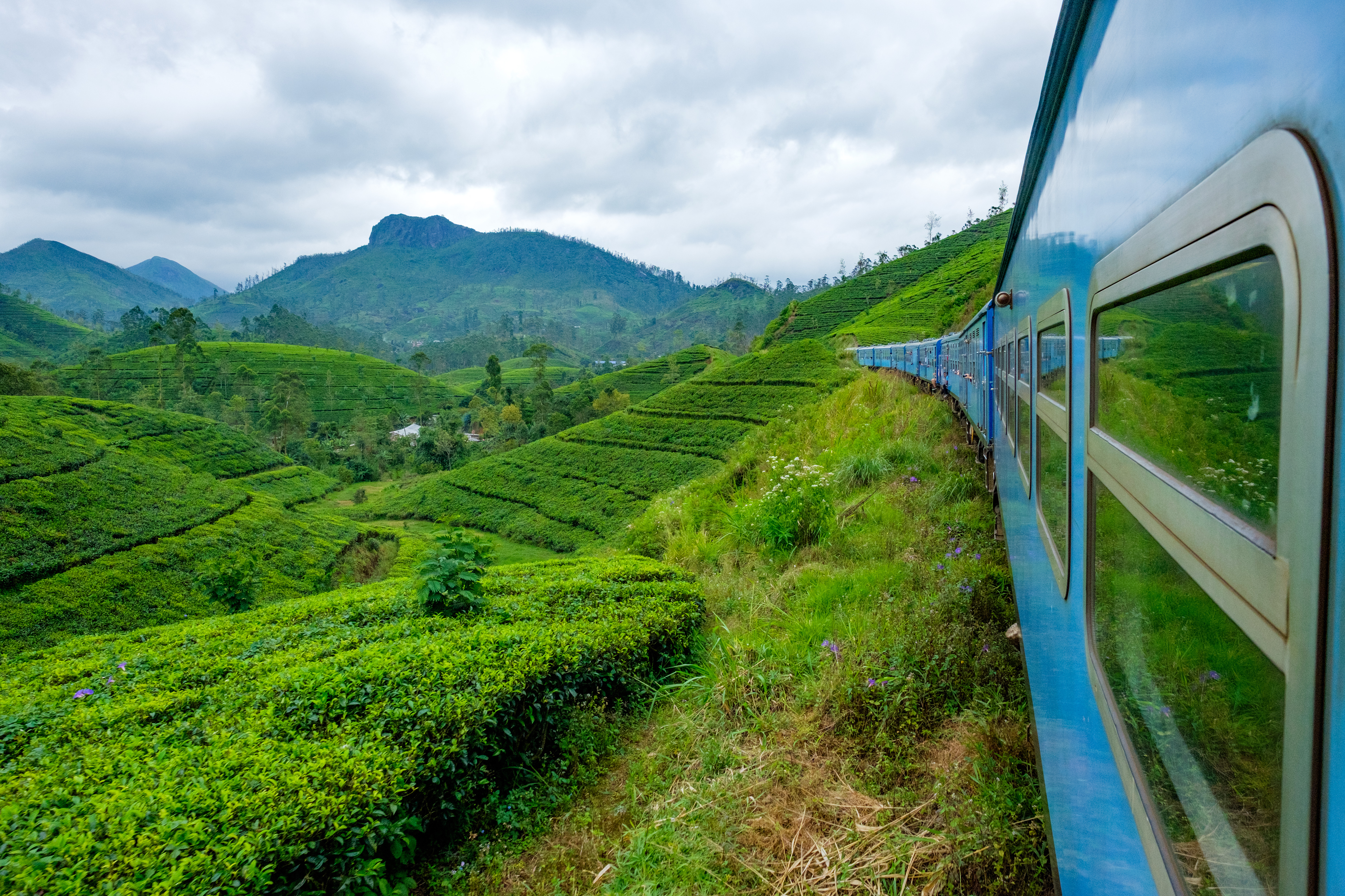 train-through-green-tea-plantations