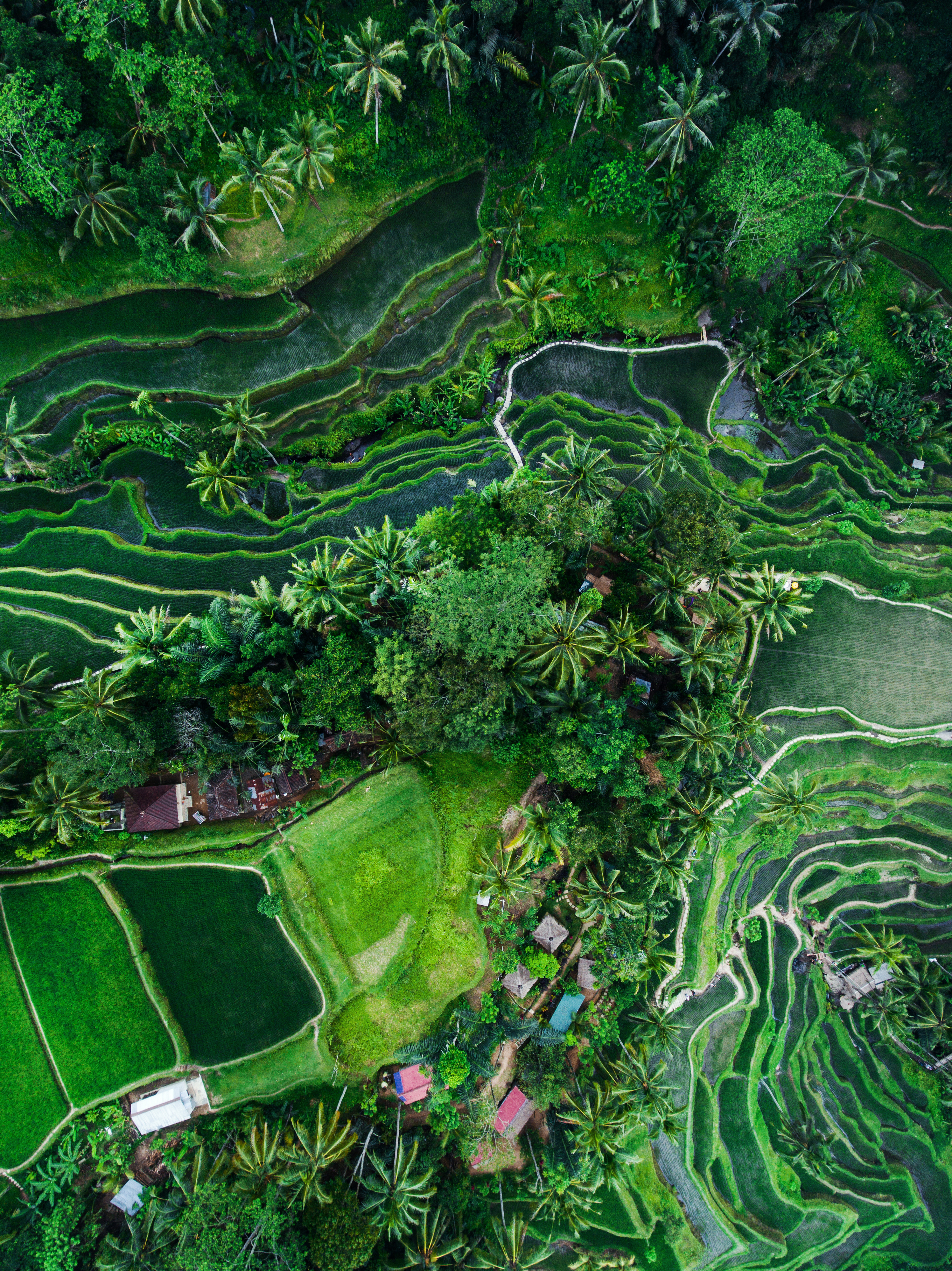 indonesia-rice-terraces-aerial-view