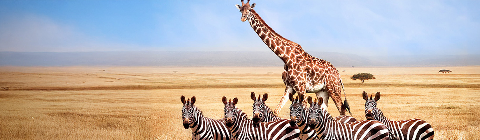 zoo-animals_header-banner.jpg
