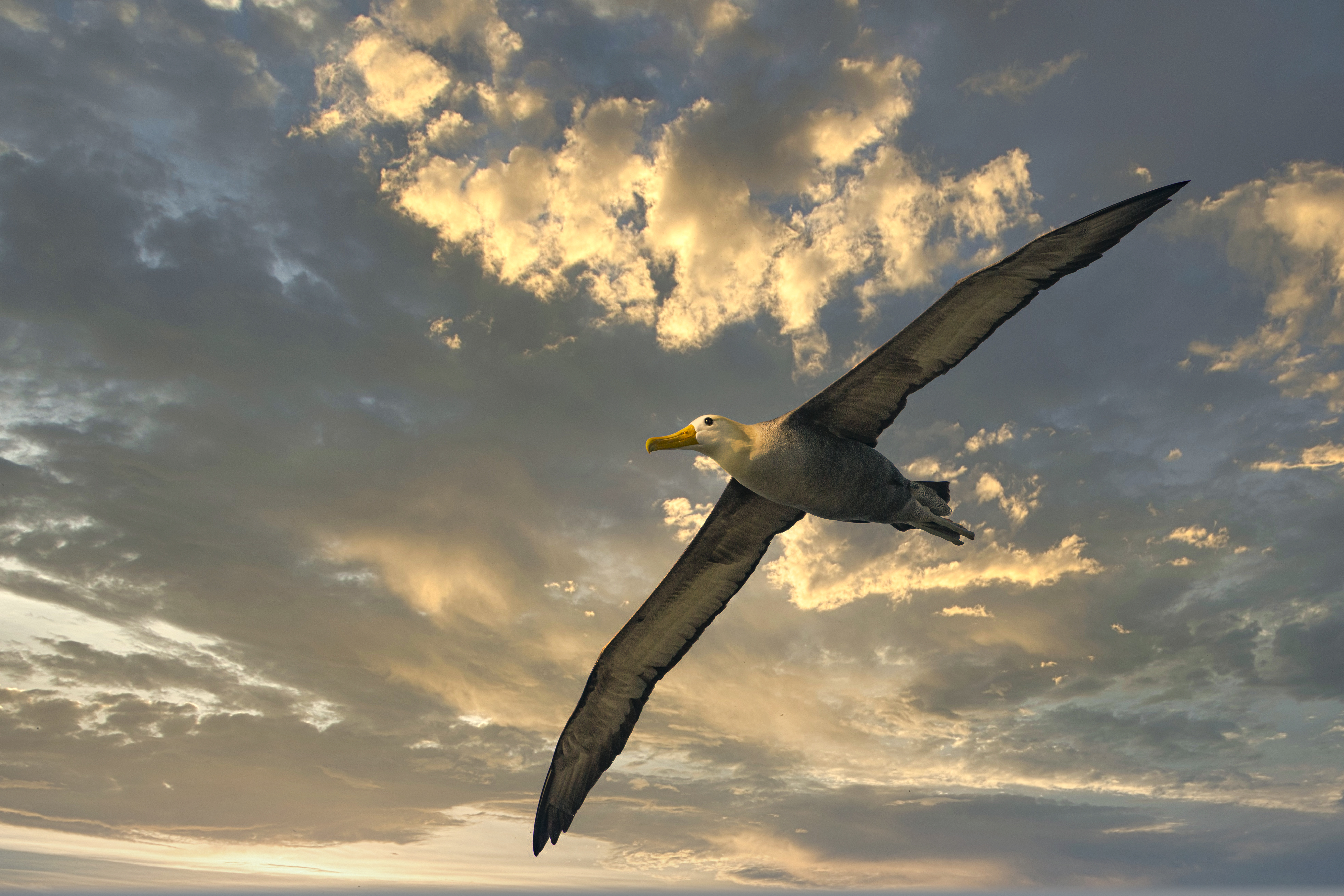 albatross-soaring-sunset-sky